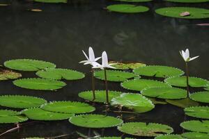 stänga upp se av par av vit näckros i blomm flytande på de sjö foto