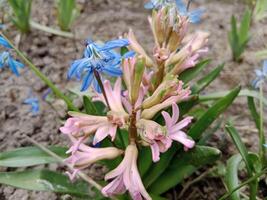 vår färger föra vidare en vibrerande palett av pastell nyanser, blomstrande blommor, och färsk grönska, signal- de uppvaknande av natur efter de vinter- slummer foto