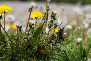 närbild på en maskros blommar på en grön äng under våren. blommigt fält. foto