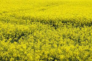 gul fält av blommande våldta och träd mot en blå himmel med moln, naturlig landskap bakgrund med kopia Plats, Tyskland Europa foto