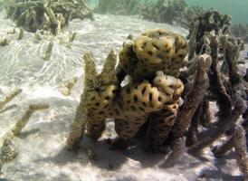 under vattnet Foto av blek koraller med fisk på de maldiverna.