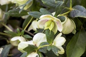 de dag vår Sol lampor färsk blommor av en helleborus niger med ljus vit kronblad foto