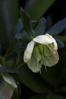 de dag vår Sol lampor färsk blommor av en helleborus niger med ljus vit kronblad foto