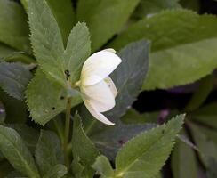 de dag vår Sol lampor färsk blommor av en helleborus niger med ljus vit kronblad foto