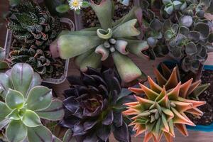 en uppsättning av annorlunda suckulenter Haworthia och aloe, crassula och sedum, echeveria, crassula och kalanchoe. växa en Hem blomma. blomsterodling. kaktus Hem grön saftig. blommor bakgrund. foto