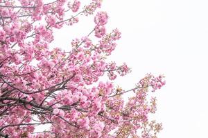 sakura blooms med rosa blommor. träd i de trädgård. knoppar på grenar. foto