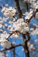 vit blommor av de aprikos träd. vår blommande grenar i de trädgård. foto