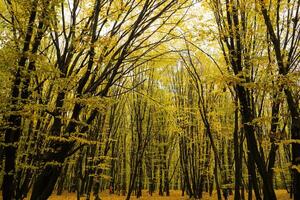 träd med gul löv i de skog i höst. naturlig landskap. natur foto