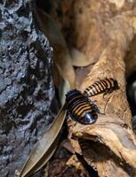 stänga upp kackerlacka insekter, stor och små brun kackerlacka familj. kackerlackor liv foto
