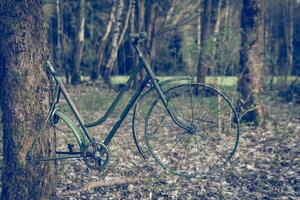 ett gammal cykel på en träd trunk i de skog foto