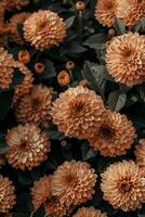 levande orange blommor fält med suddig bakgrund i stock Foto stil för vibrerande visuella