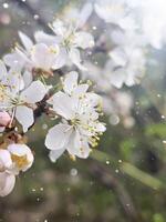 vit blommor av ett körsbär träd i Sol lampor. delikat vår bakgrund foto