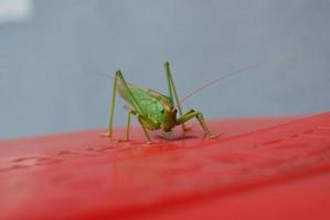 grön gräshoppa detaljvy foto