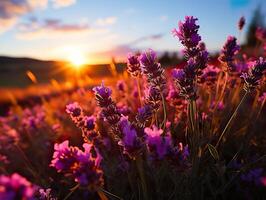 ai genererad lavendel- blommor på suddigt solnedgång bakgrund, generativ ai foto