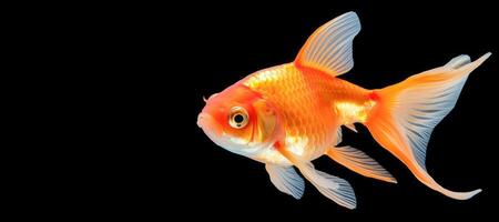 ai genererad guldfisk på en svart bakgrund generativ ai foto