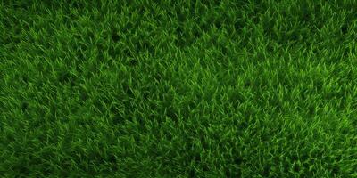 grön gräs topp se foto