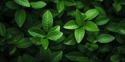 grön växt löv textur foto