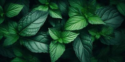 grön växt löv textur foto