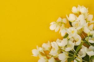 kvistar av philadelphus med vita blommor. Foto