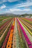 antenn se av blomning blommor foto