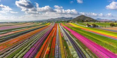 antenn se av blomning blommor foto