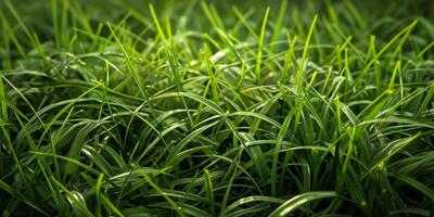 tjock grön gräs i de äng foto