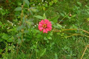 fotografi av zinnia peruviana blomma växter i de trädgård i de morgon- foto