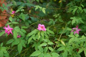 fotografi av skön rosa rosa blötdjur blomma växt i de trädgård foto