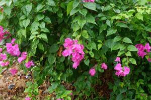 fotografi av papper blommor eller de där med de lattin namn bougainvillea med en naturlig bakgrund foto