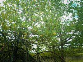 fotografi skön mangrove växter är planterade på de havsstrand foto