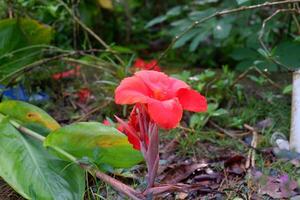 fotografi av de tasbih blomma växt eller som har de latin namn canna indica foto