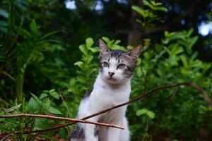 fotografi porträtt av en svart och vit Tonårs katt med ett utomhus- bakgrund foto