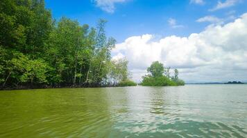 fotografi av naturlig mangrove skogar på de kant av de hav foto