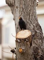 koltrast, turdus merula. foto