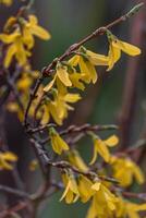 skön forsythia i vår tid på en suddigt bakgrund foto