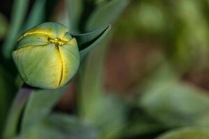 ung grön ny knoppar av tulpan blommor gro ut och tillväxt i vår säsong foto