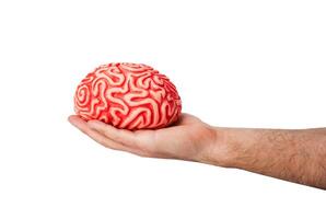 mänsklig sudd hjärna i en hand foto