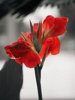 skön orange canna blomma stänga upp med bokeh bakgrund foto