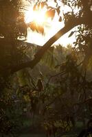 apa Sammanträde på en gren på solnedgång. foto