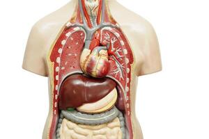 mänsklig kropp anatomi organ modell isolerat på vit bakgrund med klippning väg för studie utbildning medicinsk kurs. foto