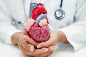 kardiovaskulär sjukdom cvd, läkare med hjärta mänsklig modell anatomi för behandling patient i sjukhus. foto
