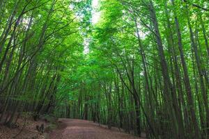 joggning eller löpning spår i de grön frodig skog. foto