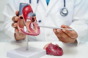 kardiovaskulär sjukdom cvd, läkare med hjärta mänsklig modell anatomi för behandling patient i sjukhus. foto