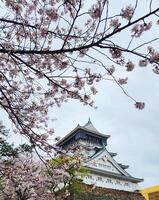 kokura slott i kitakyushu, japan med körsbär blommar träd, sakura, vår bakgrund foto