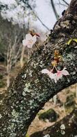 knopp av körsbär blomma tagen i Japan, sakura, vår säsong foto