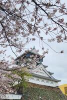 kokura slott i kitakyushu, japan med körsbär blommar träd, sakura, vår bakgrund foto