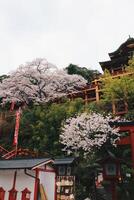 grenar av körsbär blomma träd och yutoku inari helgedom i japan japansk sakura foto