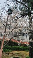 grenar av körsbär blomma träd i full blomma i japan under vår japansk sakura foto