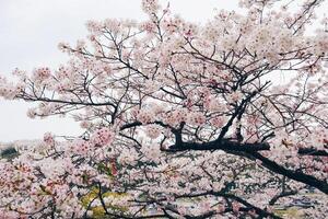 grenar av körsbär blomma träd i full blomma i japan under vår japansk sakura foto