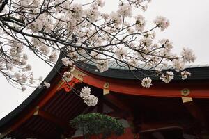 grenar av körsbär blomma träd och yutoku inari helgedom i japan japansk sakura foto